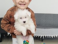 3 Aylık Terrier