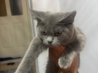 British shorthair yavrular