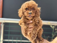 Ankaranın en elit toy poodle yavruları