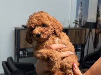 45 GÜNLÜK ERKEK TOY POODLE