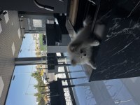 Pomeranian boo 3 aylık