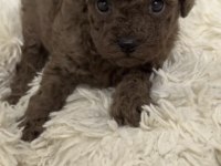 Toy Poodle Yavrular