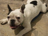 French bulldog yer sıkıntısı olduğu için sahiplendireceğim
