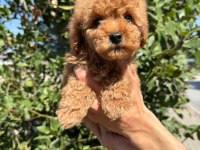 Show kalite sağlık garantili poodle yavrularım
