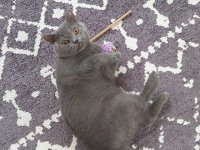 KEDİMİZ SİMBA İÇİN EŞ ARIYORUZ BALIKESİR VE ÇEVRE İLLER