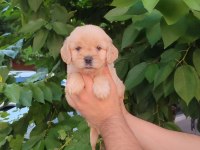 Mağazamızdan uyguna emsalsiz güzellikte maltipoo