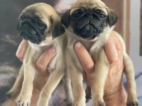 Pug YAVRULARIMIZ İÇİN iletişime geçiniz