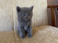 40 günlük british Shorthair