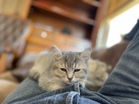 british shorthair 3 aylık