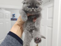 Enfes Güzellikte British Shorthair Yavrular