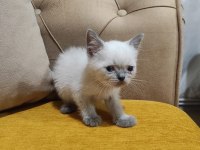 BRİTİSH SHORT HAİR MİNİKLER