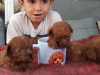 Kore poodle micro bebekler