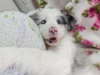6 aralık doğumlu border collie yavrular rezerveye açıktır