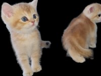 British shorthair ny11