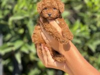 Mersinin En Seçkin Toy Poodle Yavruları