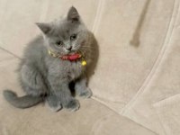 Yavru british shorthair mama tuvalet eğitimi verildi