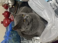Ömürlük yuva british shorthair kedimize