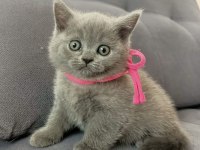 50 günlük yavru british shorthair yuvasını arıyor