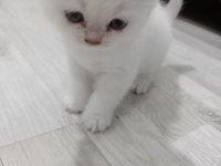 40 günlük british shorthair kediler