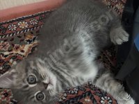 Kedimiz Yeni Yuvasını Arıyor