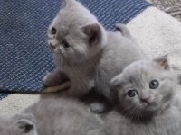 Minik scottish fold erkekler 2 aylık oldular