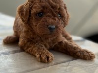 Pofuduk oyuncak gibi canlı poodle miniklerim