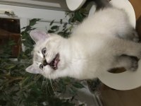 Sevimli Ve Oyuncu Scottish Fold Blue Point Erkek 2.5 Aylık