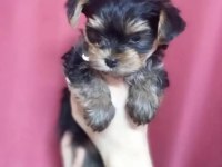 Teacup yorkshire yavrular