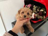 TEACUP MALTİPOO YAVRULARI