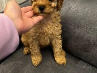 4 YAVRU TOY POODLE