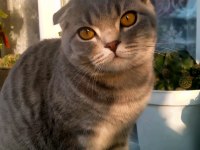 Scottish fold dişi yavrularım