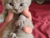 Show Kalite British Shorthair Yavrular