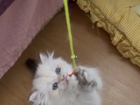 Safkan british longhair yavrular