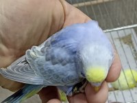 Alıştırmalık Rainbow Muhabbet Kuşu Yavrular