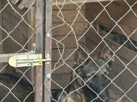 6 aylık malinois erkek belçika kurdu sağlam ırk