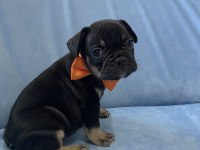 Egzotik french bulldog yavrular