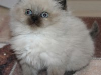 Safkan mavi göz british longhair