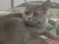 British shorthair erkek