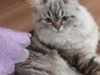 Damızlık maviş british longhair oğlum