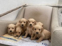 Golden retriever yavrular ırk sağlık garantili