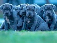 DEV ANNE BABADAN ÜST KALİTE CANE CORSO YAVRULAR