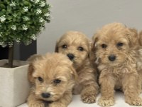Sevimli suratlar maltipoo