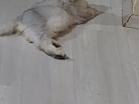 Yetişkin erkek chinchilla