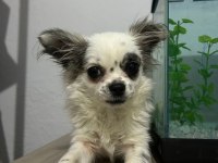Longhair chihuahua 16 haziran doğumlu dişi