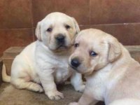 Golden Retriever bebekler