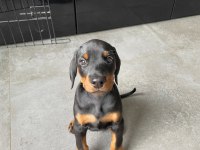 Evinizin yeni üyesi doberman kapıda ödeme vardır