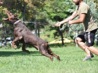 Von dadashov soylu doberman bebekler
