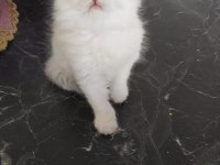 British longhair kedisi beyaz