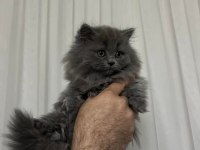 EFSANE YAVRU SAFKAN BRİTİSH SHORTHAİR BEBEKLER