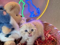 Scottish fold ayı bebekler safkan top kafalar